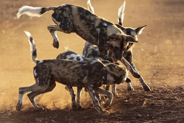 # wild african dogs as pets: The Allure of Adopting a Unique Companion