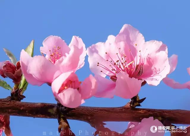 桃花烂漫简谱_天真烂漫钢琴数字简谱(3)