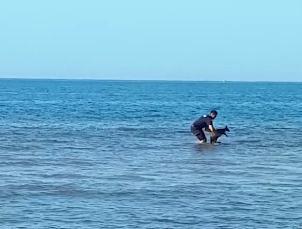 澳大利亚一袋鼠溺水挣扎 昆士兰警察暖心救助