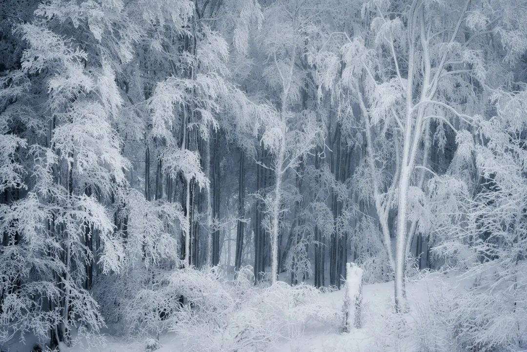 森林摄影师的冰雪奇缘