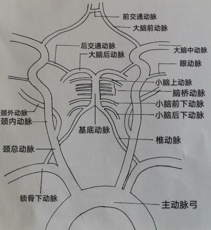 tcd能无创伤,无辐射地穿透颅骨,检测血管深度,血流方向,血流速度,搏动