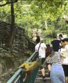 搞笑GIF：猴子你太胆大了，人家男朋友在旁边呢 _段子