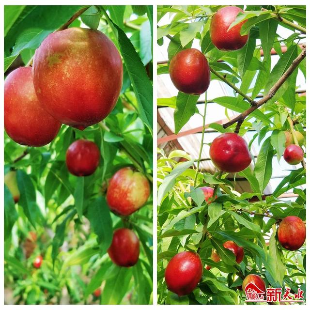 秦安油桃:春来第一果 桃香满枝头