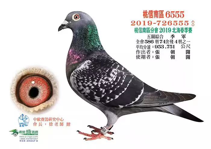 19年春季新北市海翔冠军分 19年春季桃园市赛鸽协会强宏联谊会 2019
