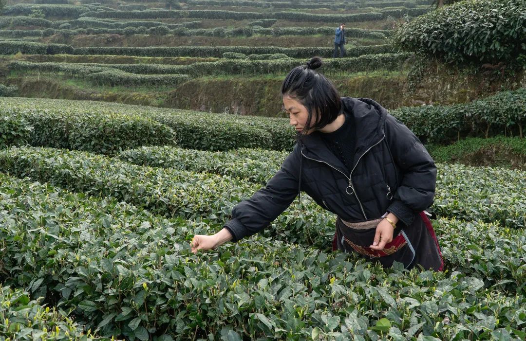 天全县始阳镇九十村:春茶好时节 茶农采摘忙