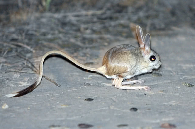 原创一种有袋鼠大长腿,兔子大耳朵和猴子长尾巴的老鼠,真的存在吗?