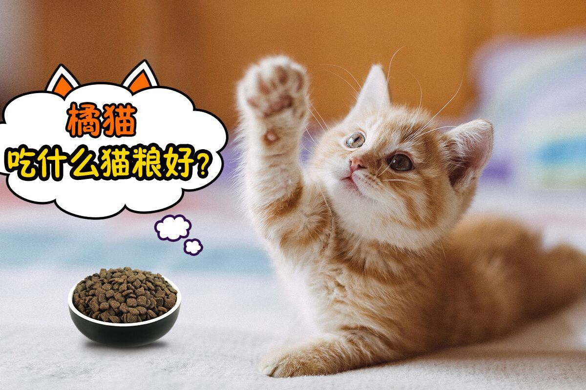 橘猫吃什么猫粮好