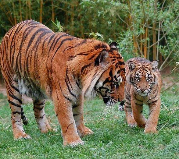 曾经生活在印度尼西亚的三个虎种：其中巴厘虎和爪哇虎已经在20世纪，由