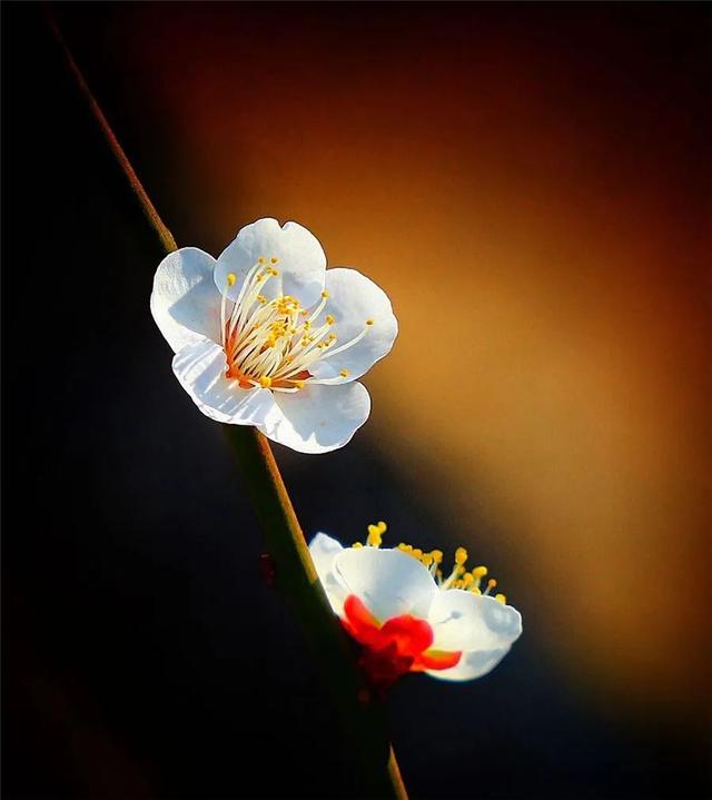 总有一枝花更美