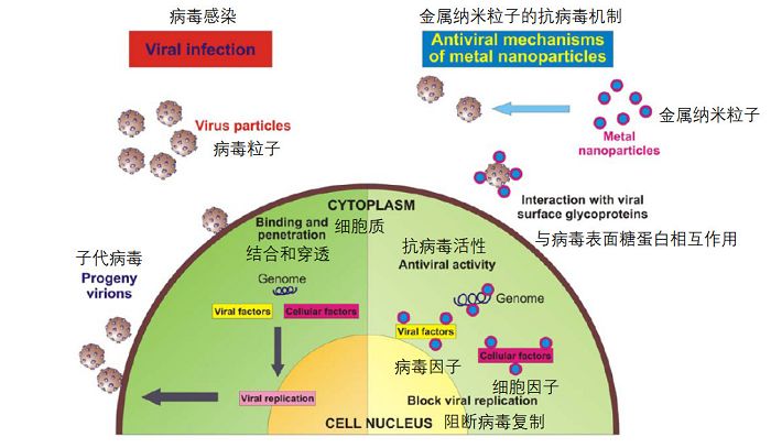 图2 病毒感染宿主细胞和金属纳米颗粒抗病毒机制示意图[3.表1.