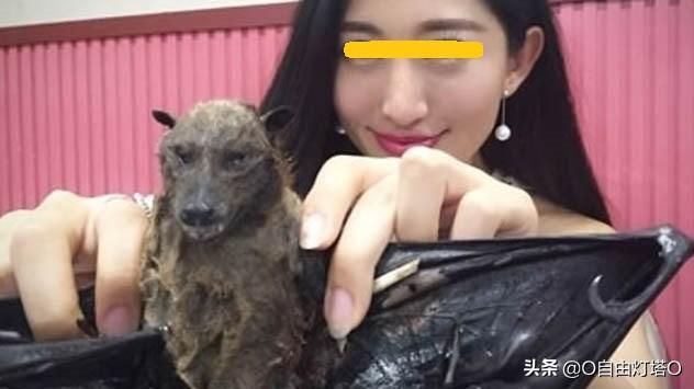 蝙蝠视频图片 fd85038c8c6d412886cbcb5ba94ff5c9.jpeg