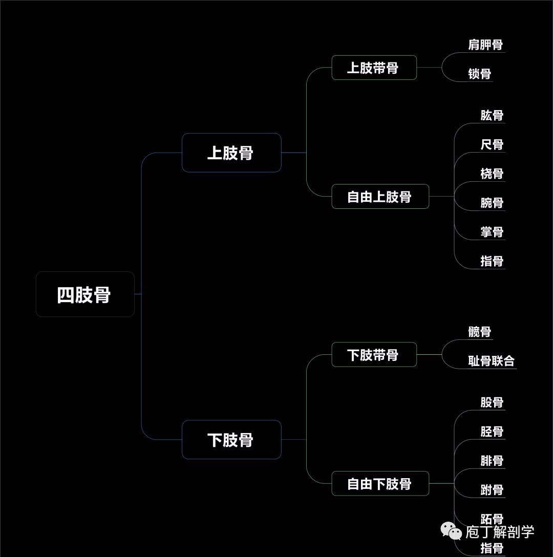 四肢骨总论