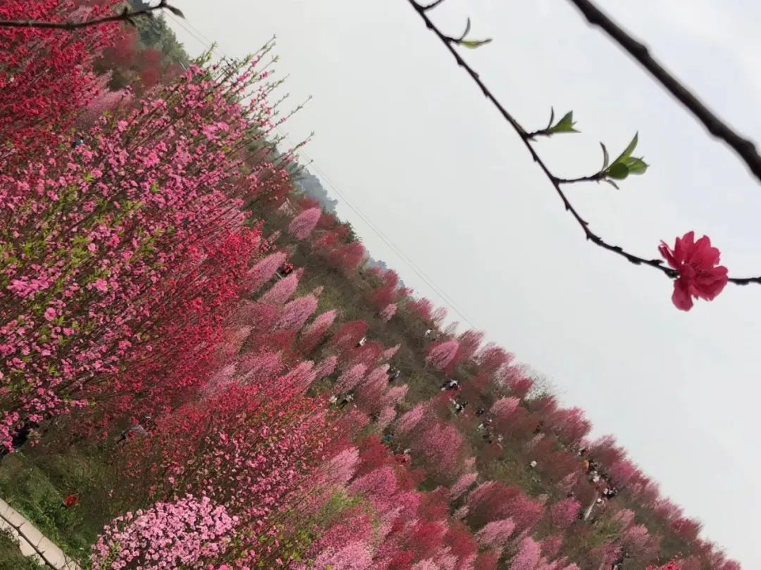 当小编收到情报, —— 自贡富顺县板桥镇千秋村 有一大片桃花林盛放