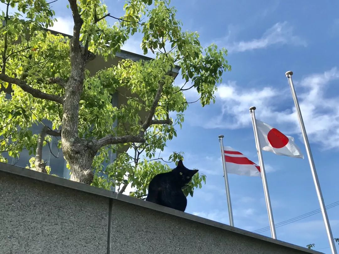 连续四年硬闯美术馆！日本这只猫让保安大叔亚历山大