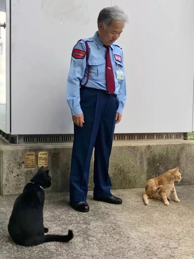 连续四年硬闯美术馆！日本这只猫让保安大叔亚历山大