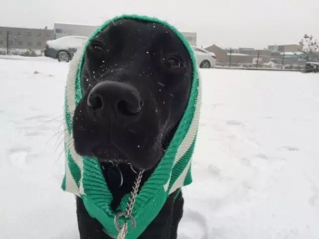 拉布拉多在漫雪中的歡樂 寵物 第3張