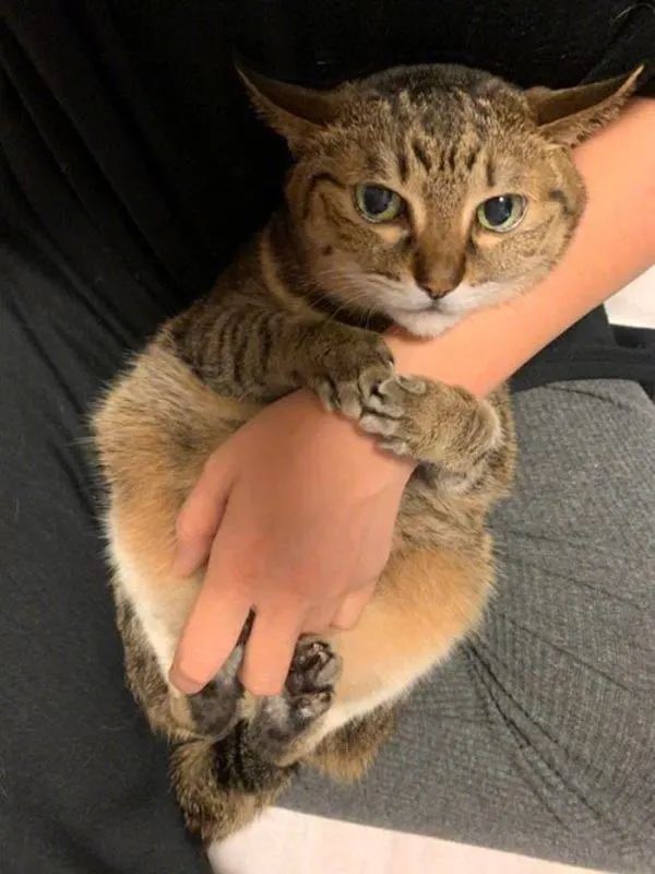 梁文道猫与人的关系就是我们今天理想的人际关系