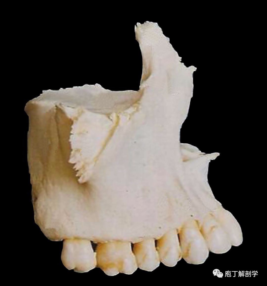 上颌骨的形态特点