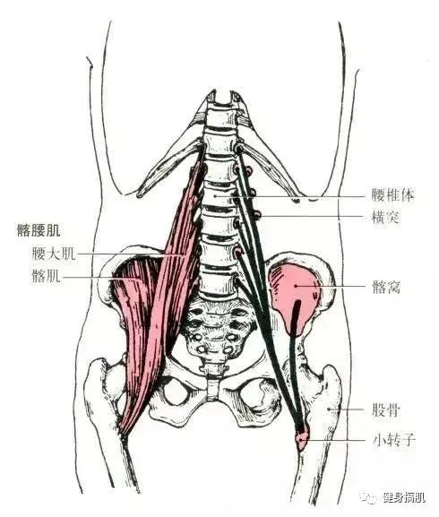 健身不懂肌肉解剖我劝你还是别练了