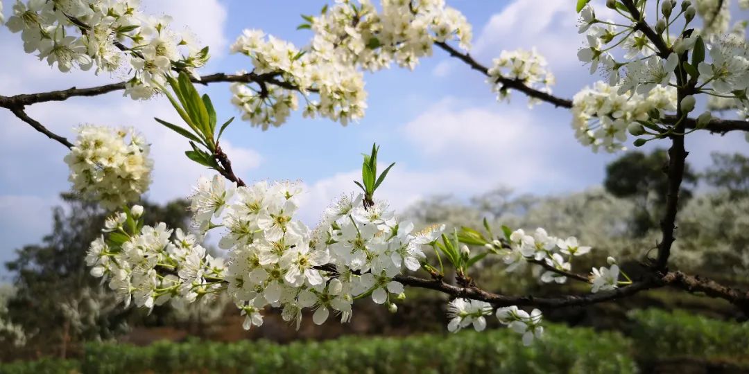 云赏花炊烟袅袅雪白的李花盖山头合川双凤唯美实拍图来啦