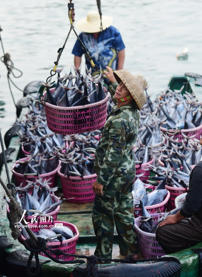 海南万宁乌场渔港又恢复了往日的喧闹