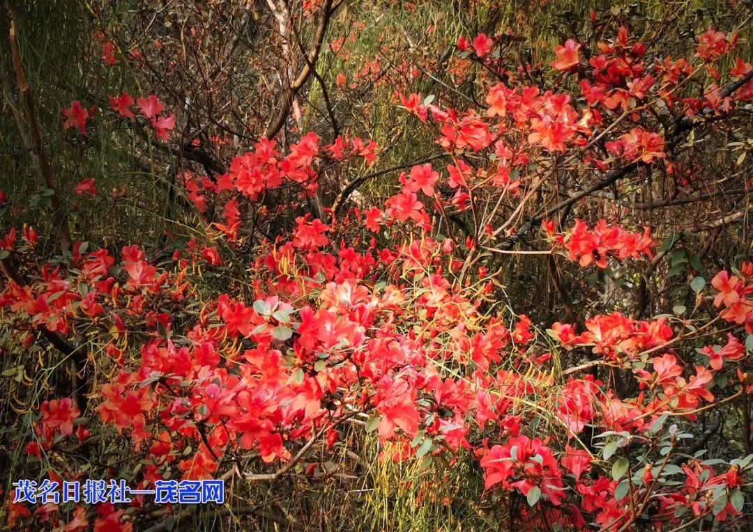 信宜钱排白鸡岭:漫山花红"开"出新希望