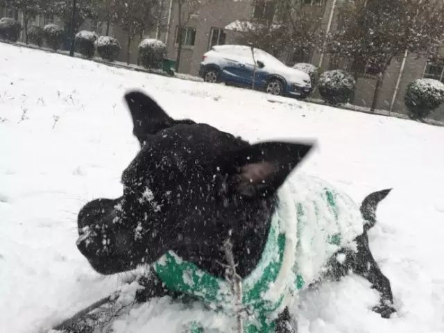 拉布拉多在漫雪中的歡樂 寵物 第6張