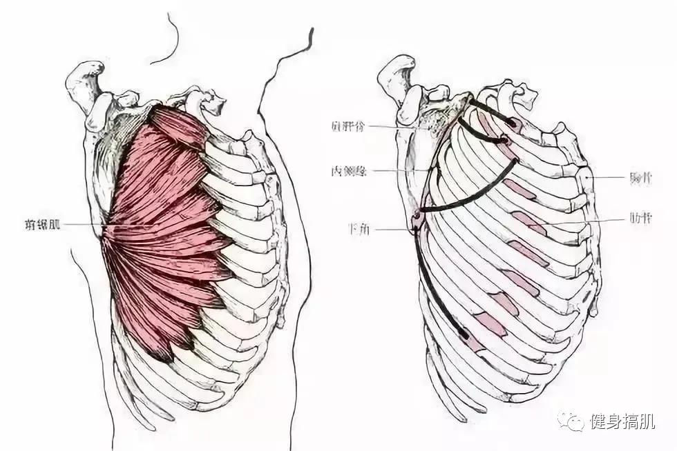 起点:上位8～9肋骨外侧面. 止点:肩胛骨内侧缘和下角前面.