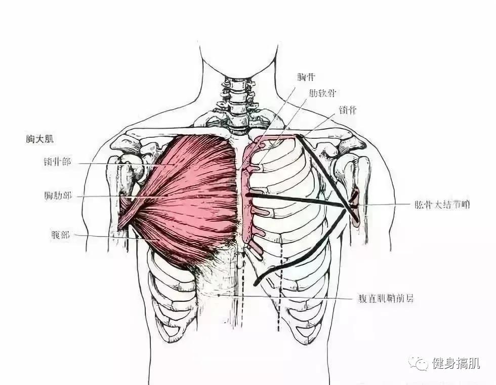 健身不懂肌肉解剖我劝你还是别练了