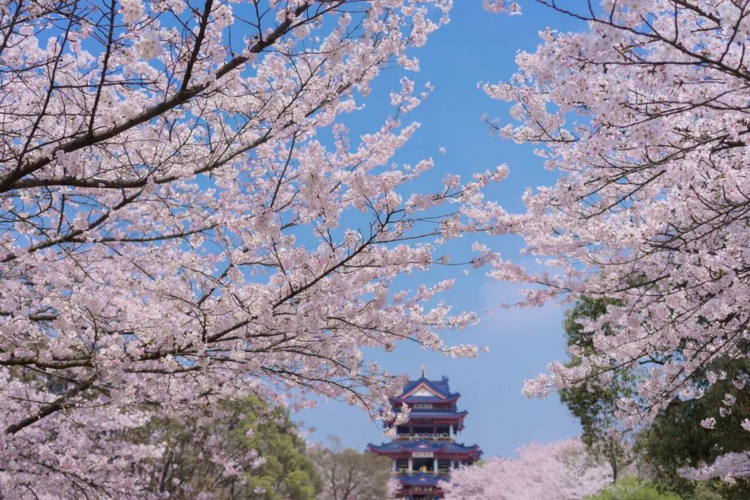 玉渊潭公园都会举办樱花节,游客前往玉渊潭公园,可以欣赏到20个品种