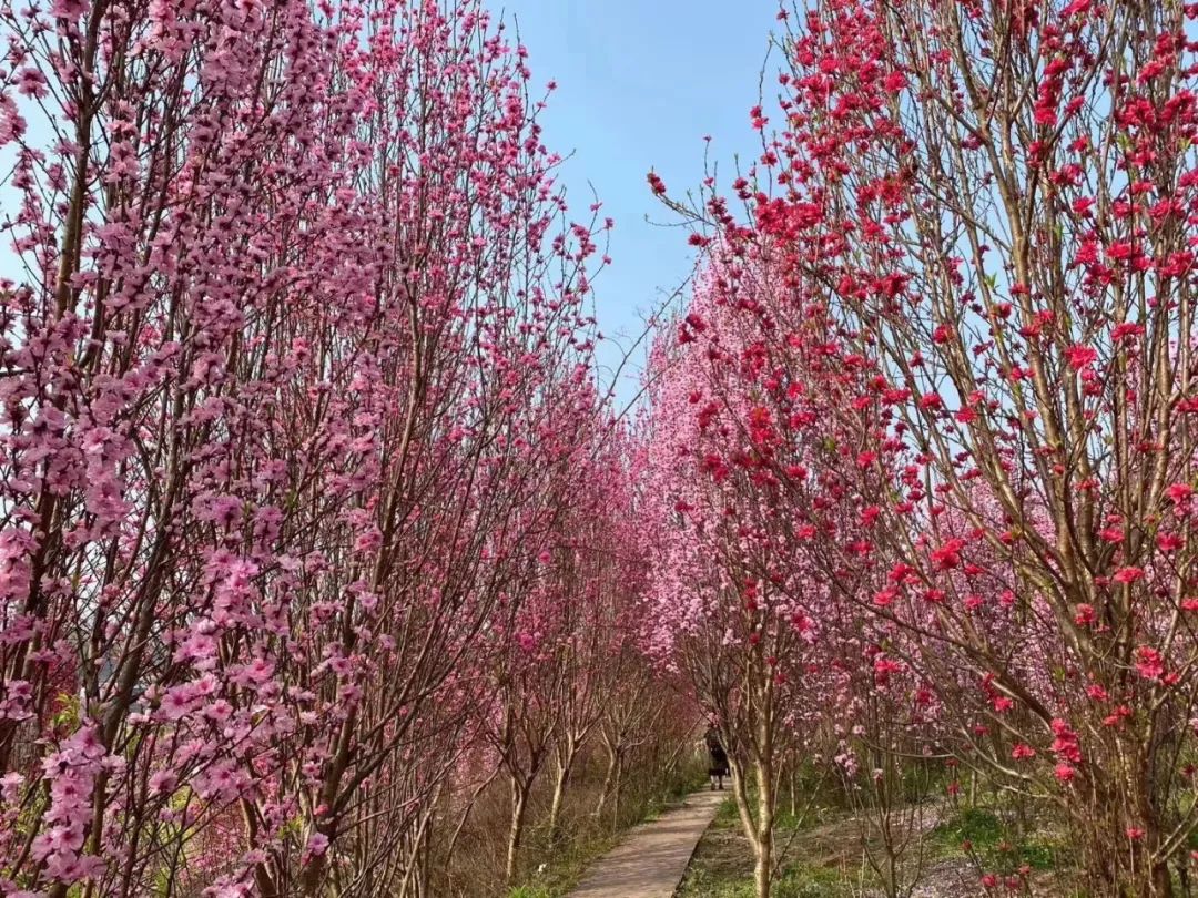 自贡惊现桃花林美出新境界