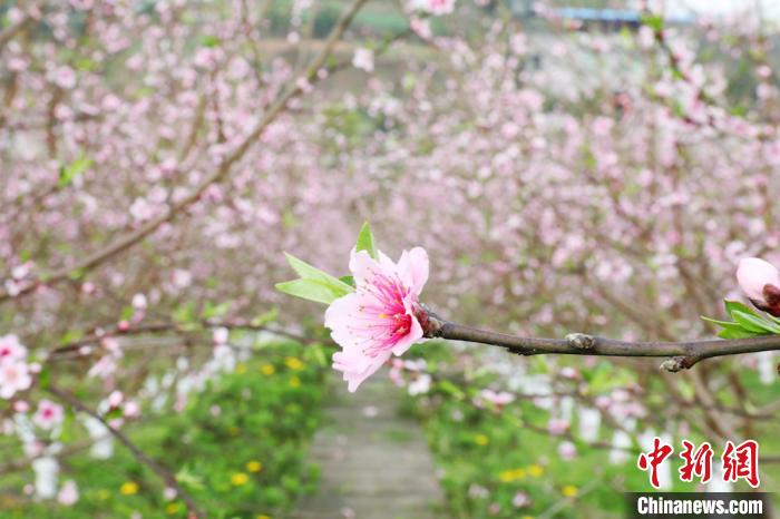 四川泸州十里渔湾桃花开 游客闻香踏春