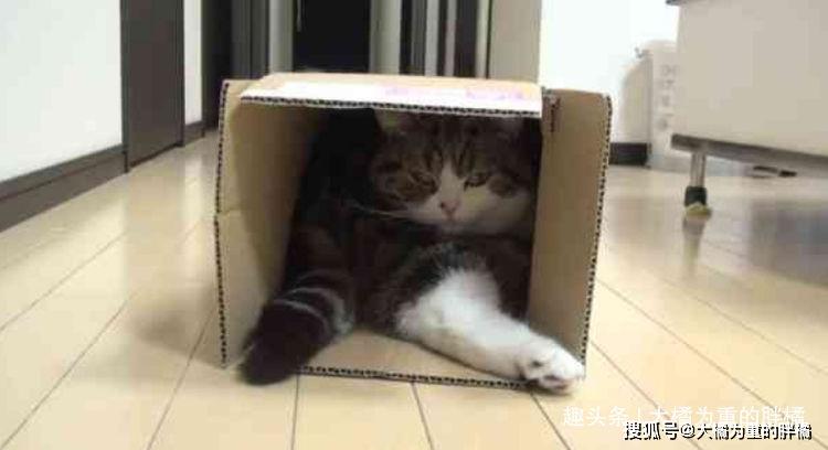 盒子承受了这个家里不该有的重量！10张完美填坑的猫咪趣图真是太搞笑了_尾巴