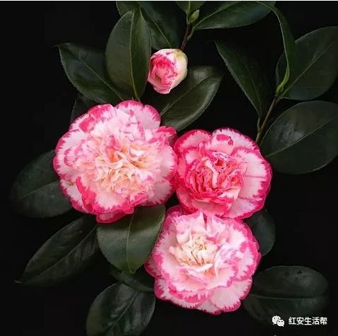 红安人口数_铁血红安