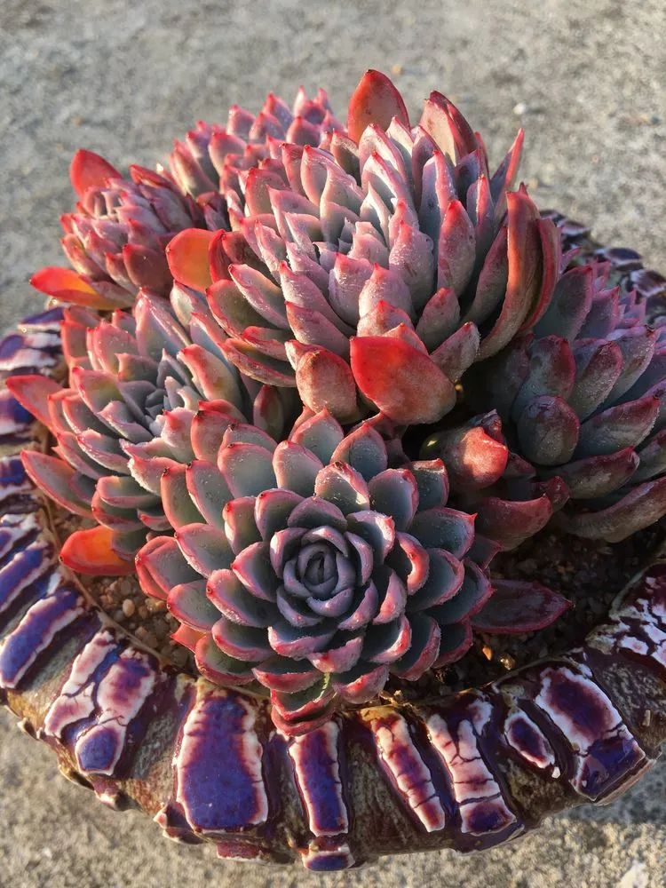 雅典娜群生?手捧花.莎莎女王沐浴中.小球玫瑰红稚莲,易成老桩.