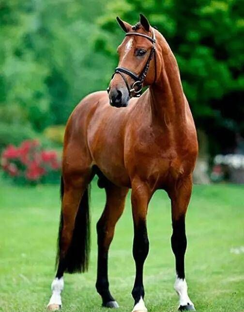 世界十大名马排行,土库曼斯坦国宝汗血宝马排第三