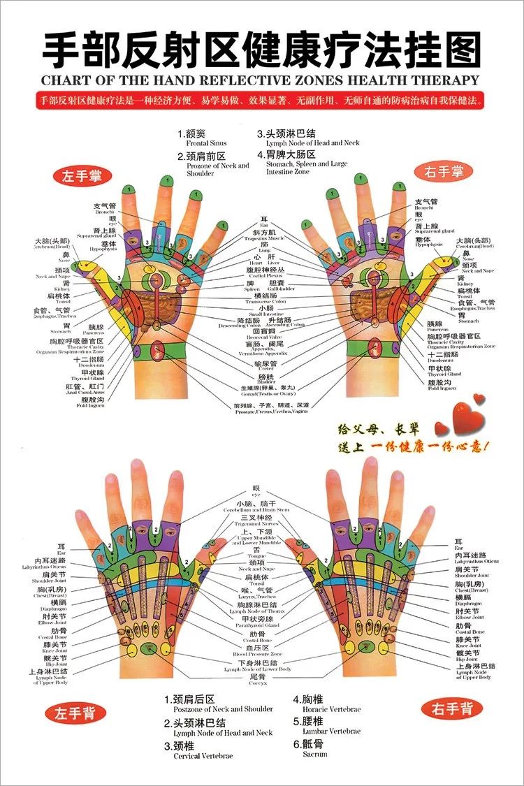 人体各部位全息图五脏六腑反射区