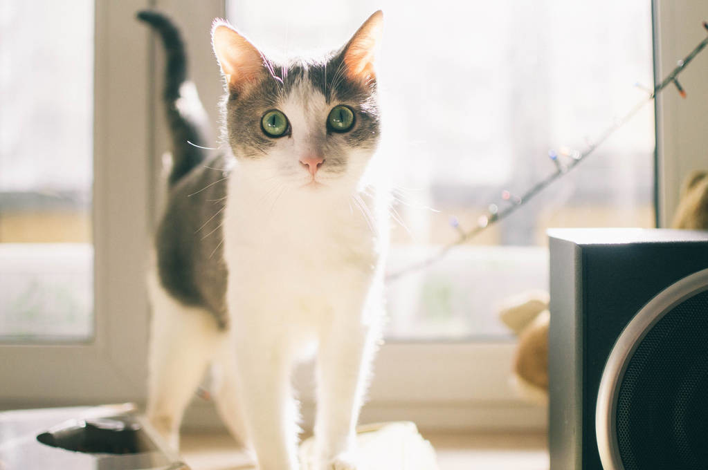 怎么看小猫是不是应激 94efb077ff4d4259b291f9a188a9cb50.jpeg