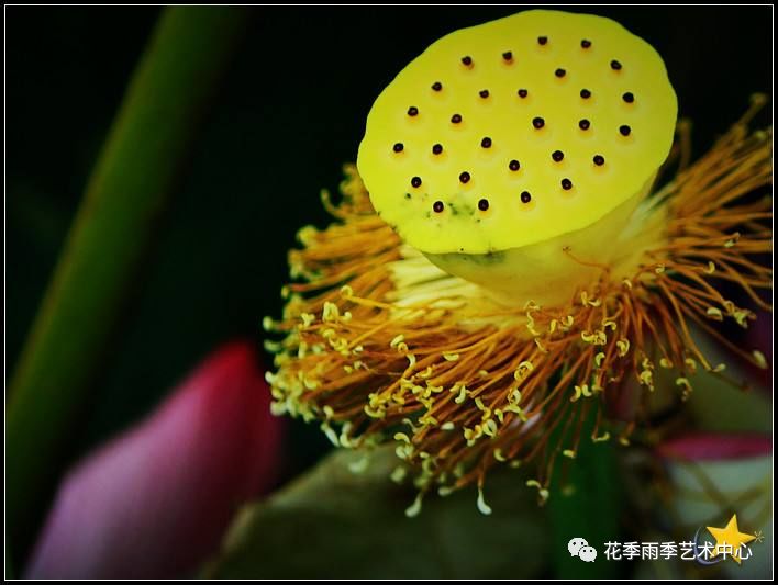 莲蓬(liánpeng:又称莲房,埋藏荷花雌蕊的倒圆锥状海绵质花托