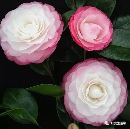 红安人口数_铁血红安