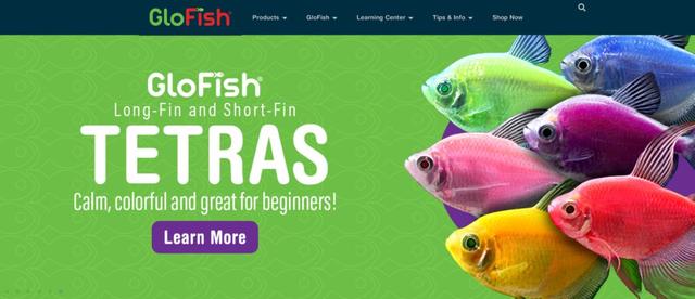 Family Pet Fish Care Tips for Aquarium Enthusiasts in Nashua, NH