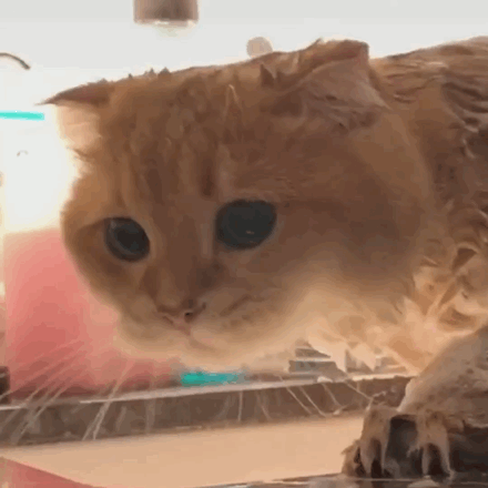 表情包可爱猫咪表情包动图