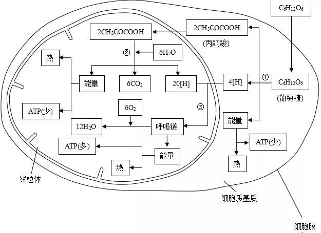 3.细胞的有氧呼吸