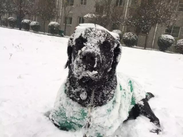 拉布拉多在漫雪中的歡樂 寵物 第8張