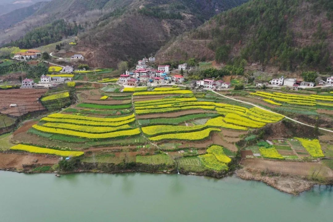 保康县——油菜花开春意浓_寺坪镇