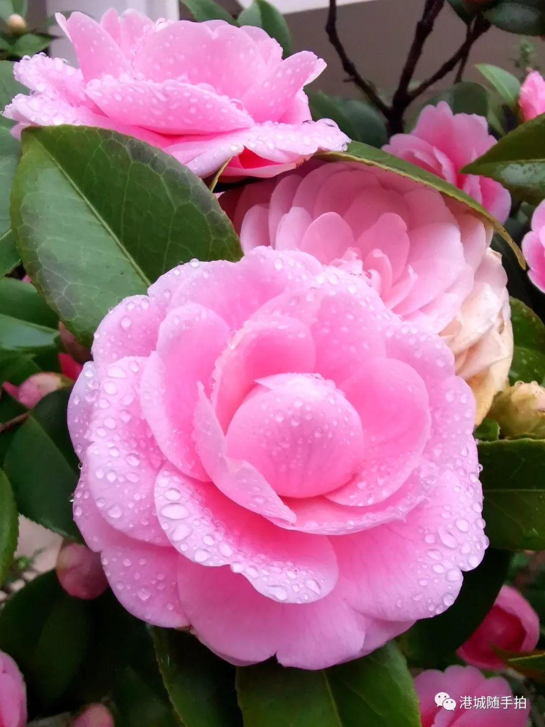 【每日随拍】雨后山茶_山茶花