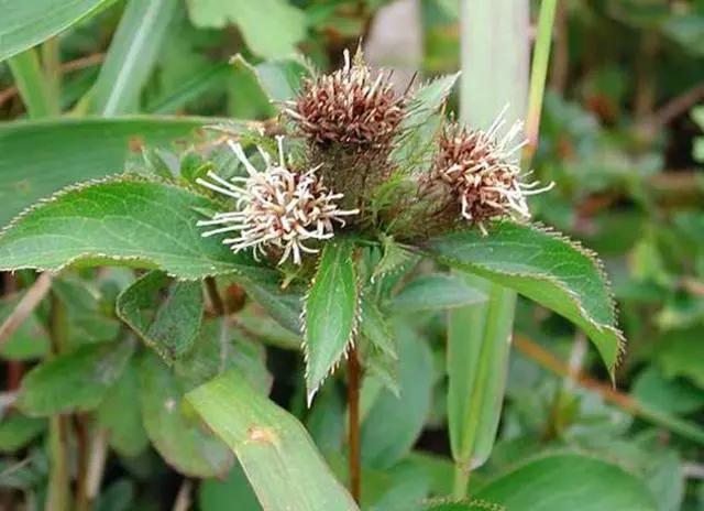 这种野草叫"苍术",是一种很好的植物,还有很大的观赏价值