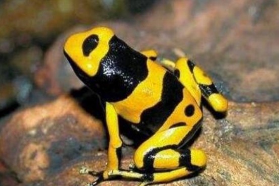 生物伤害是什么意思_伤害世间的生物_世上伤害生命的事不止一种