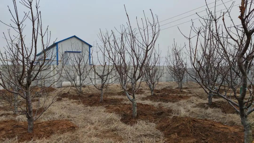 在猪场实习的这个冬天，我明白了猪肉为啥这么贵