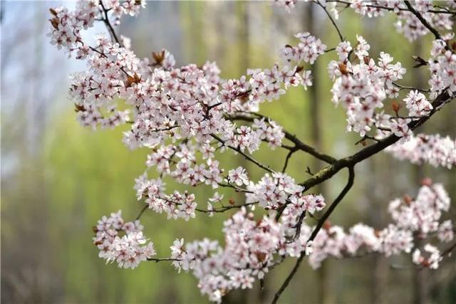 春天来了你能分清桃花杏花樱花梨花李花吗